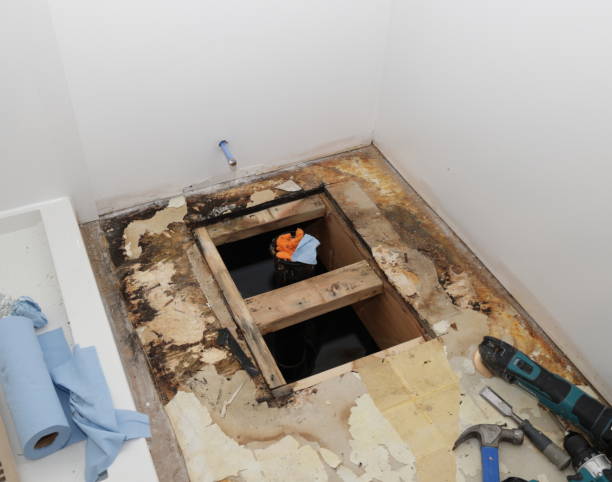 Best Commercial Mold Remediation in USA